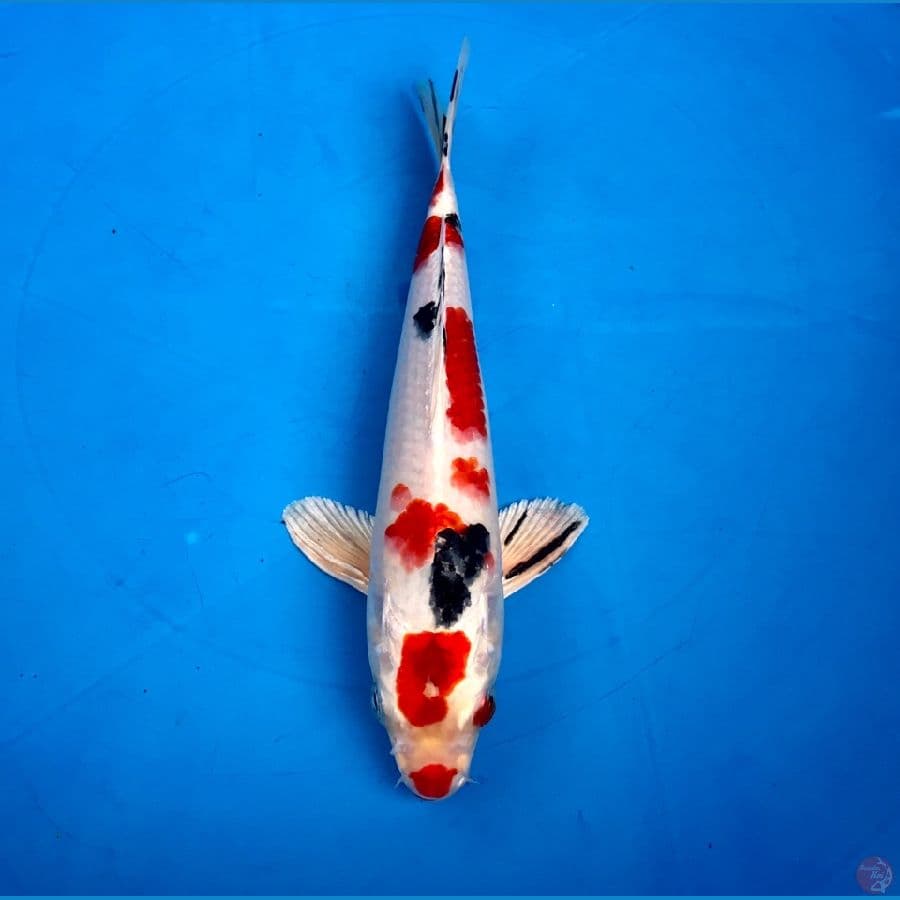 heisei nishiki 25cm