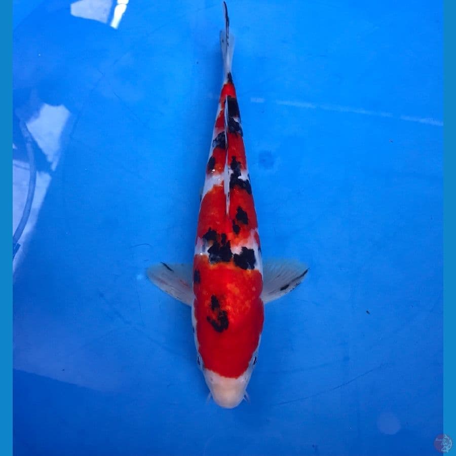 sanke 25cm