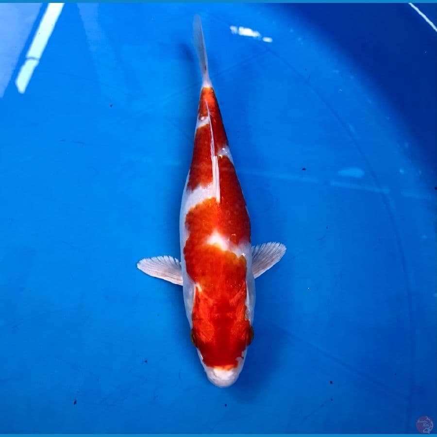 inazuma sakura ogon 20cm