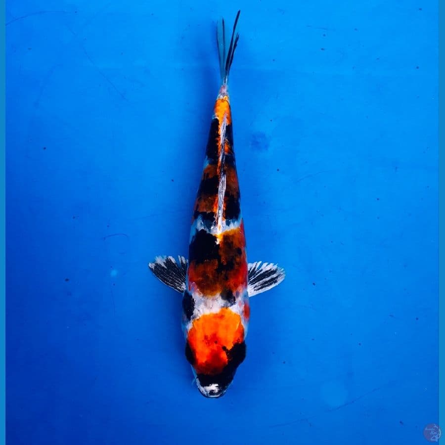 kin showa 20cm