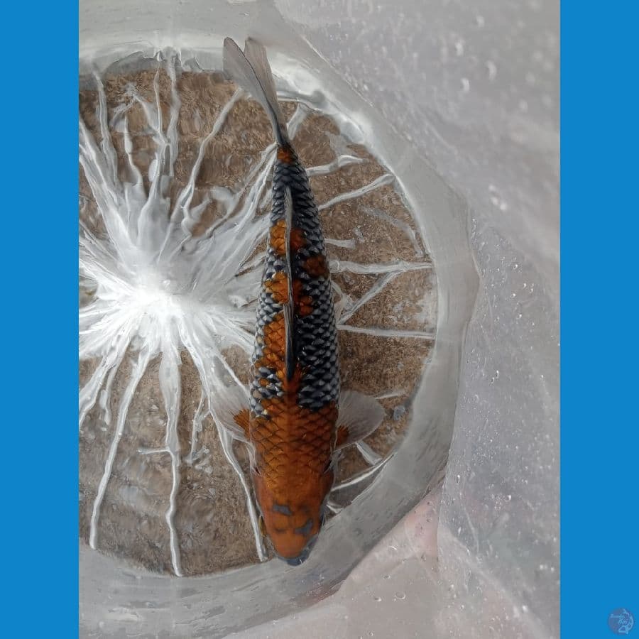 UCHIBA 32 CM MALE