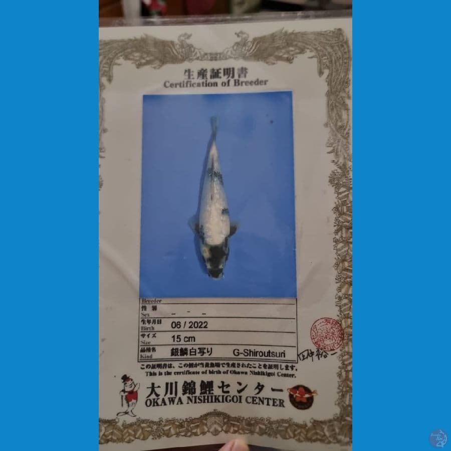 Shiro Utsuri Import