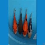 MIX 4PCS SHOWA DOIT-OCHIBA-KUMONRYU 28-31CM