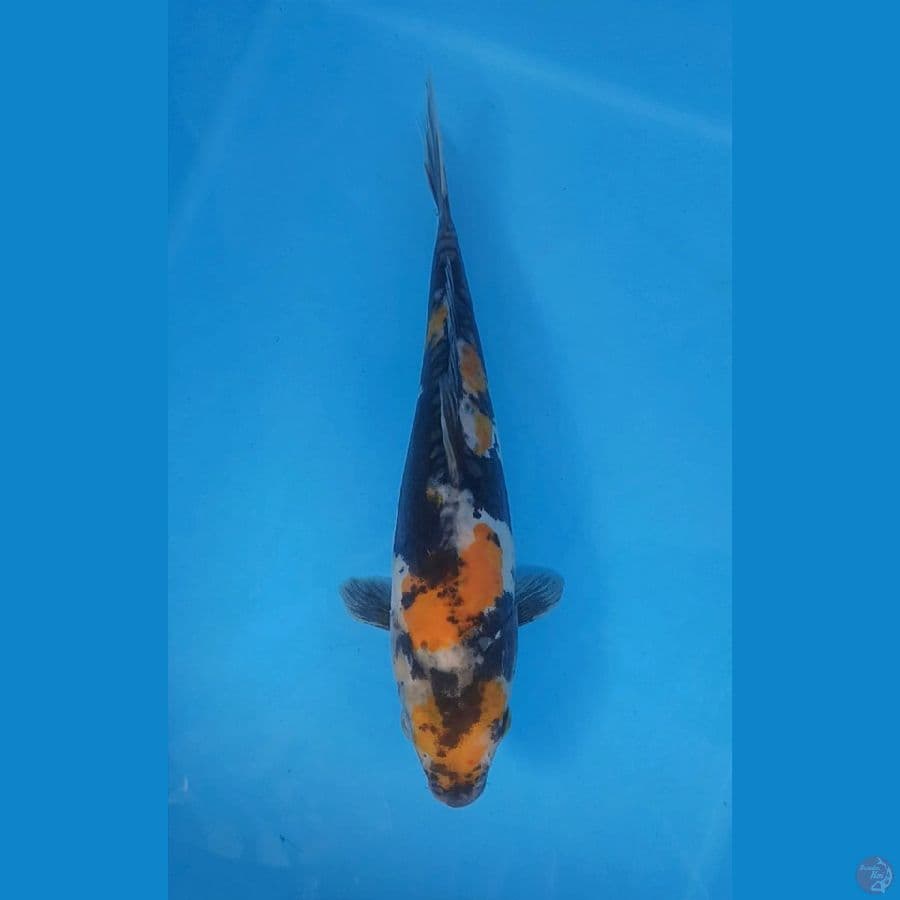 DOITSU KI SHOWA / KIMI SHIGURE ANTIK 28CM