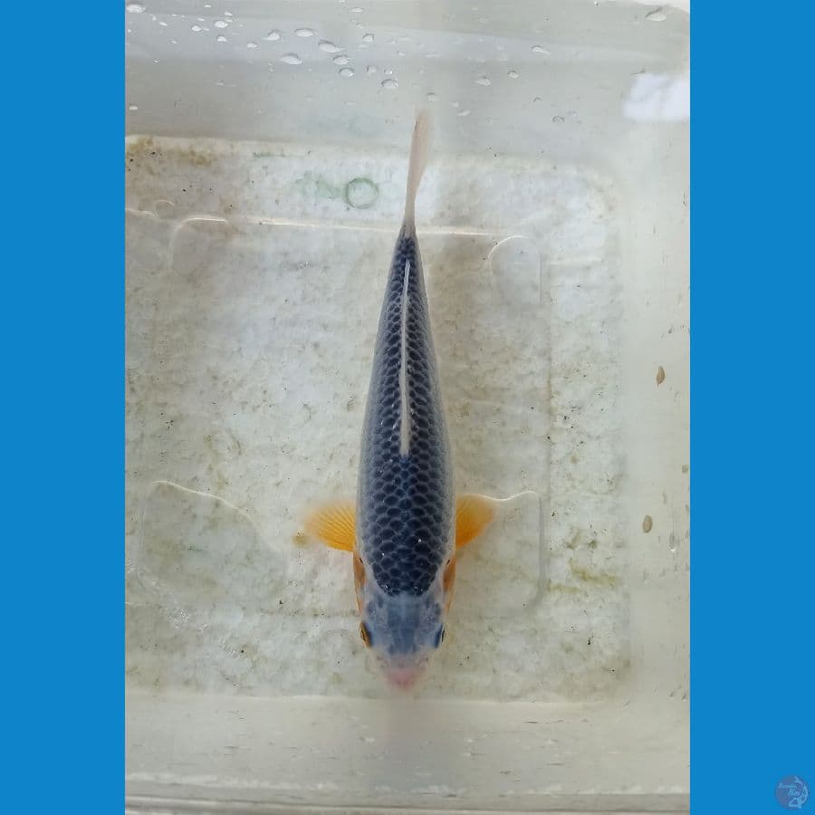 Asagi Sq 15cm