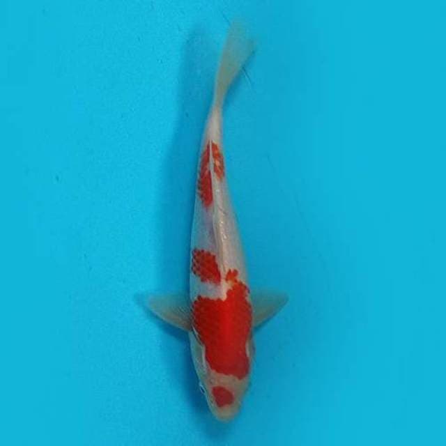 22CM - KOHAKU 