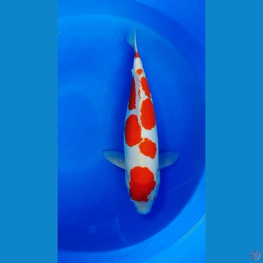 kohaku