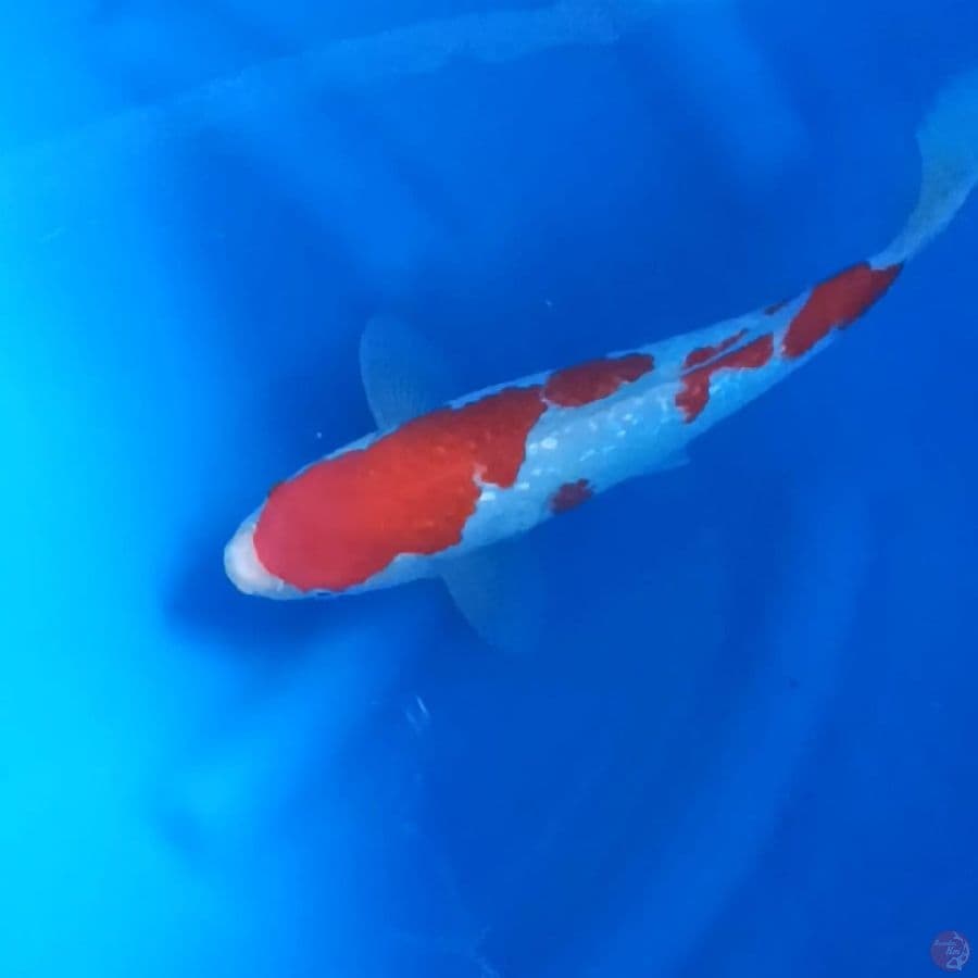 Kohaku Ginrin 32Cm F