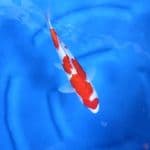 Maruten Kohaku Halus 30CM F