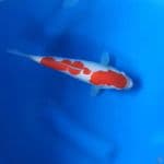 Kohaku Original 22Cm F