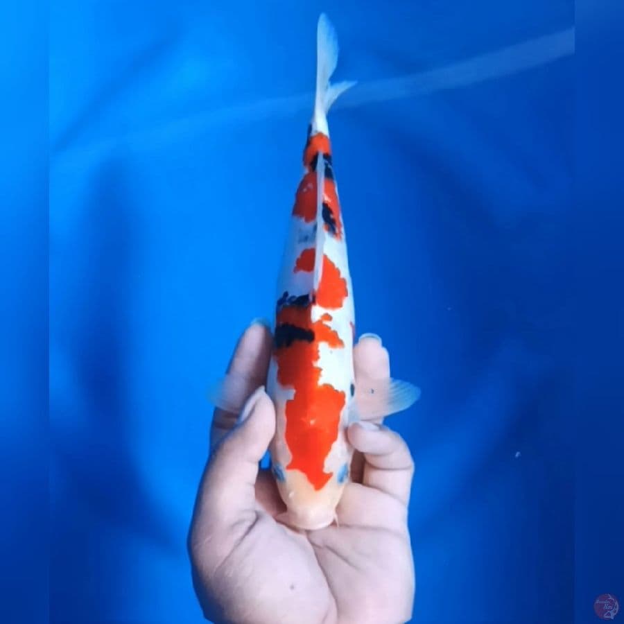 Sanke Original 24Cm M