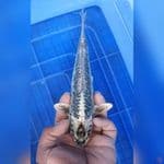 Kawarimono 22Cm M