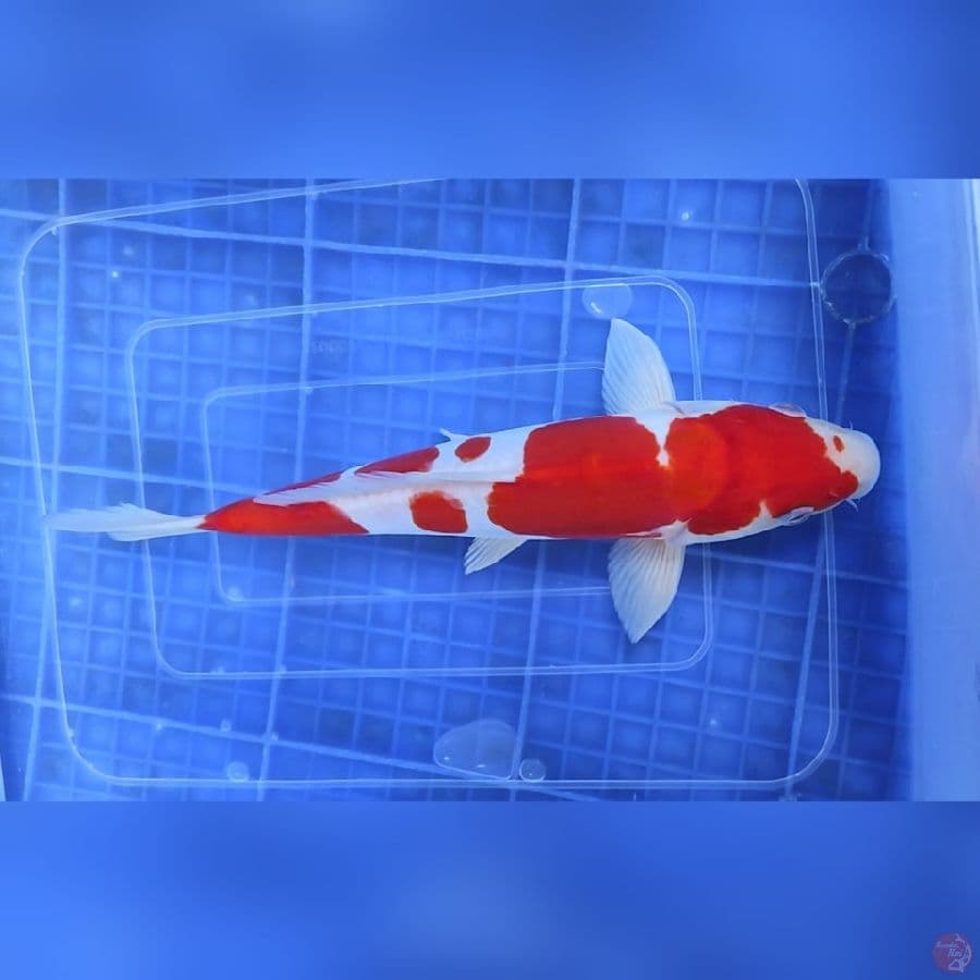 Kohaku Doitsu 28 cm F
