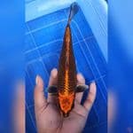 kawarimono Jos 24cm F