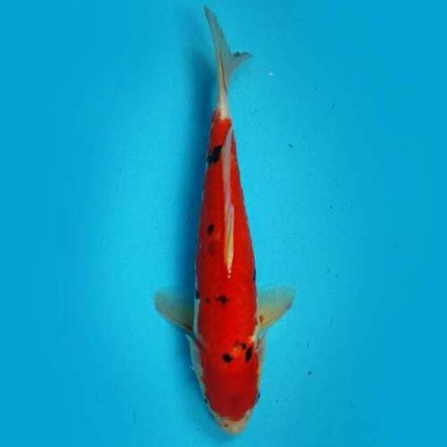 Doitsu Sanke 29cm