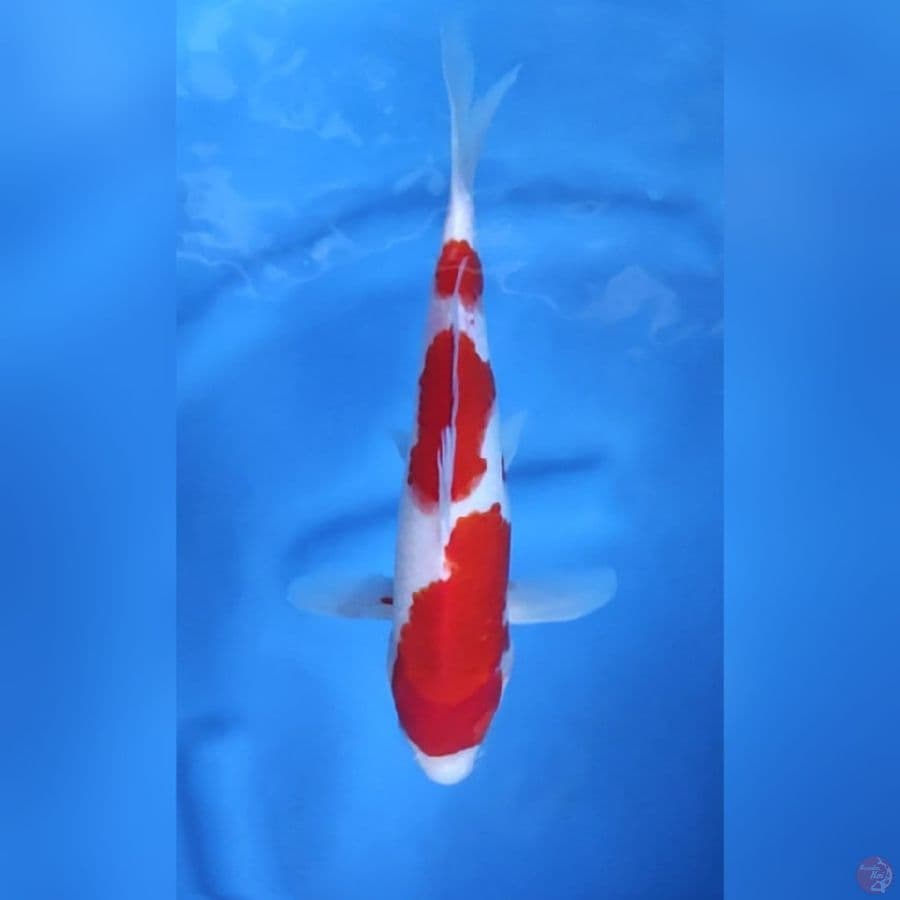 Kohaku original 3 step 26cm M
