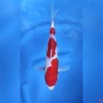 Kohaku original 3 step 26cm M