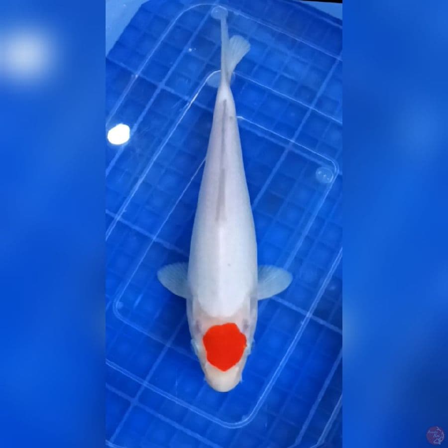 Tanco Kohaku original 25Cm M