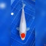 Tanco Kohaku original 25Cm M