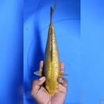 Caramel Ginrin 27cm F