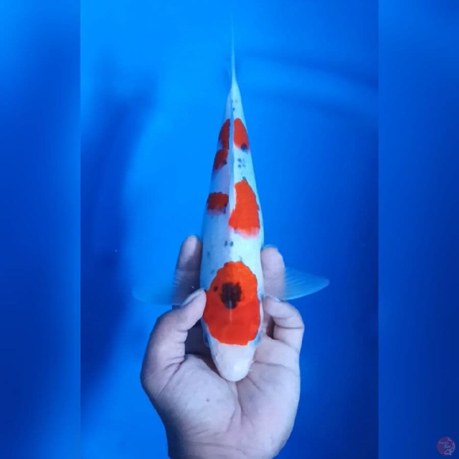 Gosiki racing 30 cm F
