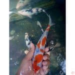 BAHAN ISTIMEWA TATEGOI || 25BU