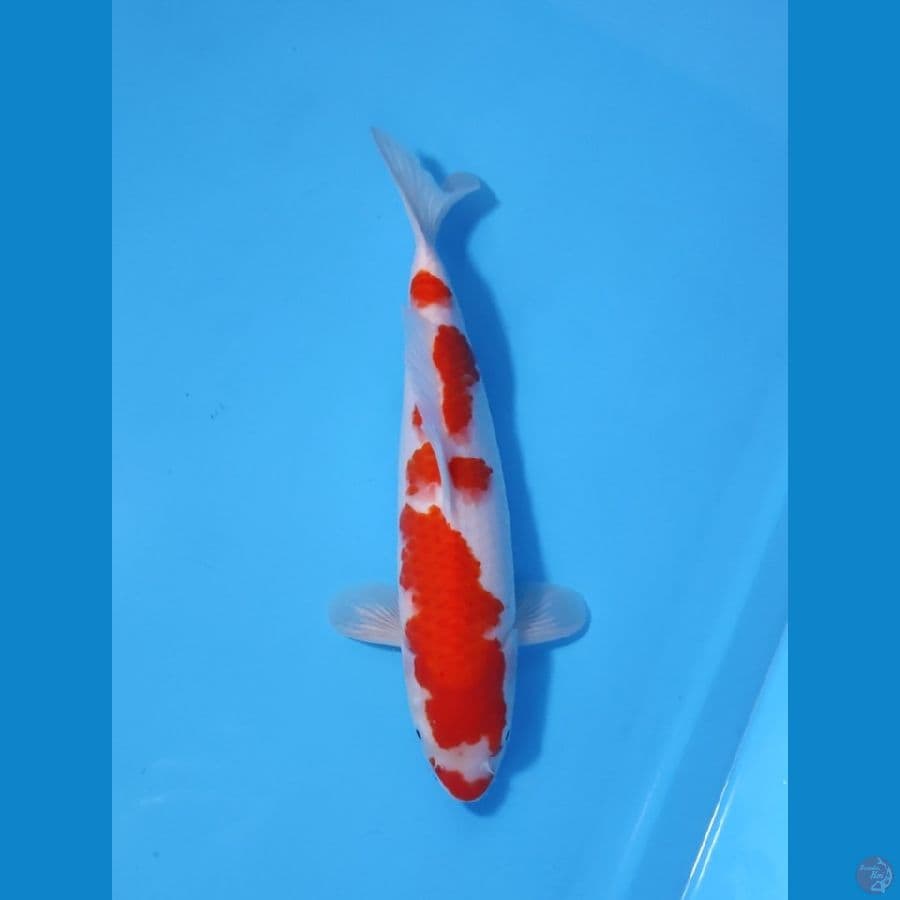 KOHAKU BAKAT JUMBO 33CM - FEEMALE