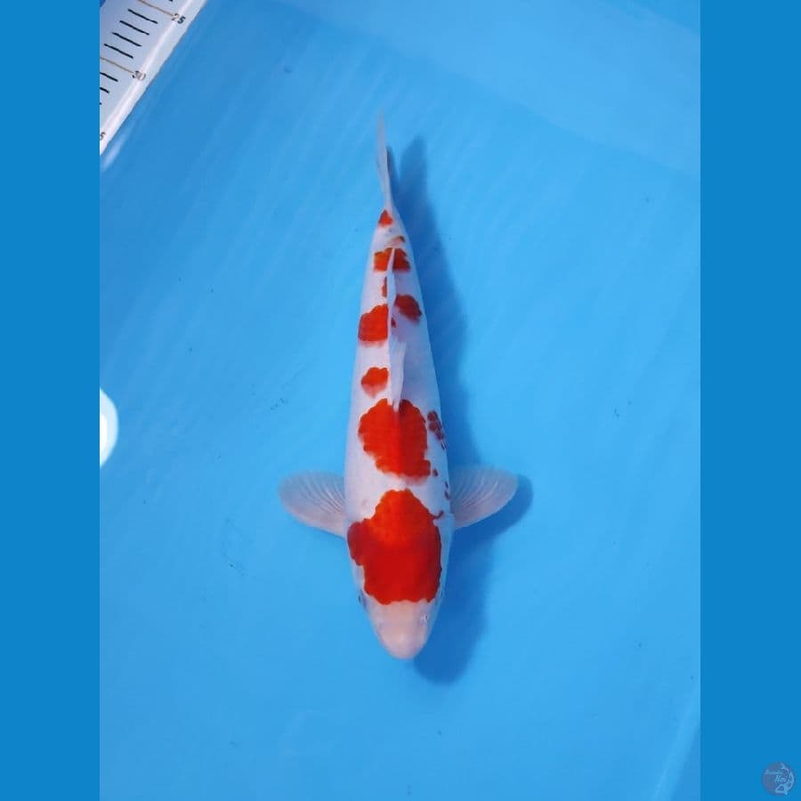 SANKE HQ TATEGOI 32CM - MALE 