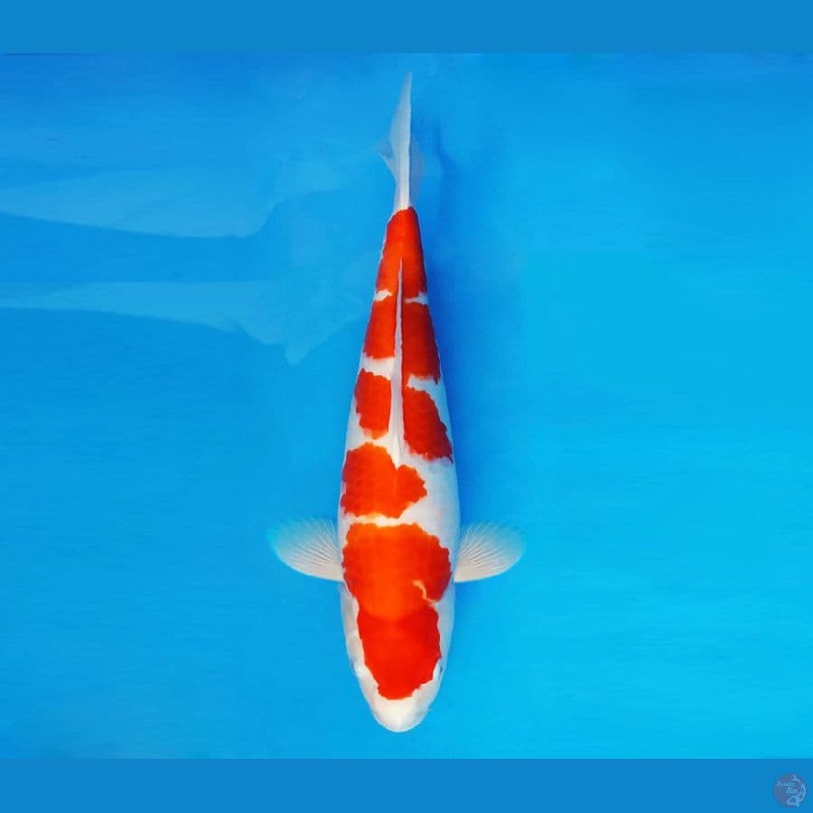 ASAHI LAVA 3 ~ Kohaku 38 cm/fm ™