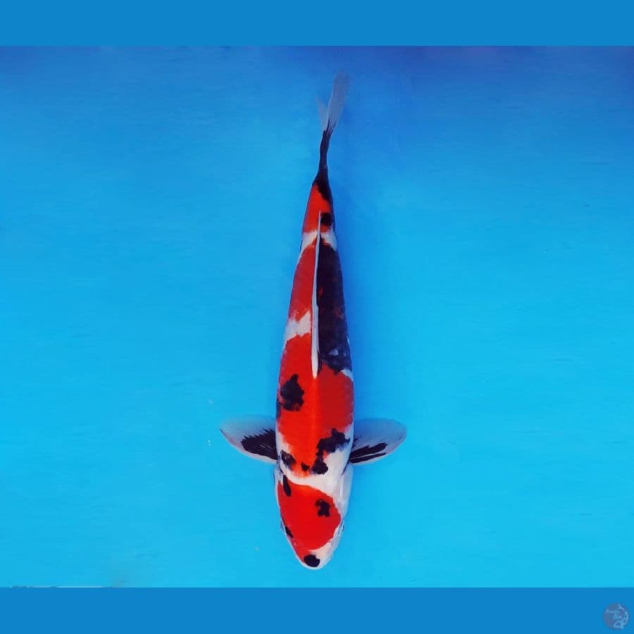 ASAHI LAVA 6 ~ Showa Evolution 32 cm/male ™