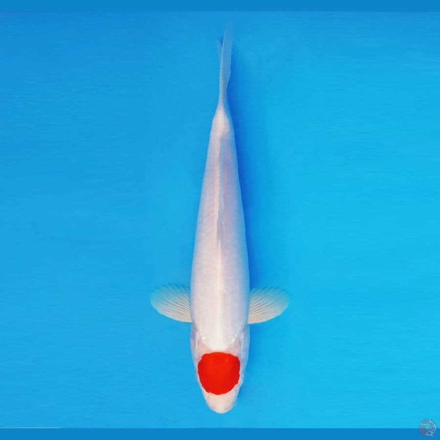 ASAHI LAVA 12 ~ Tancho 31 cm/fm ™
