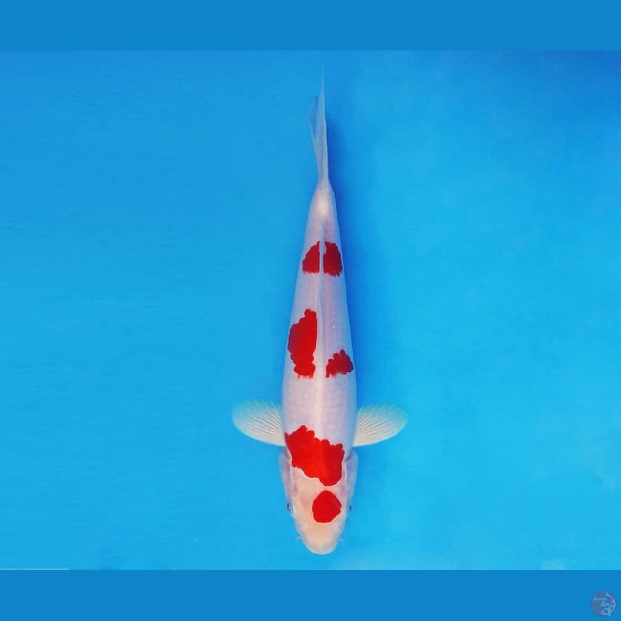 ASAHI LAVA 17 ~ Kohaku 24 cm/male ™
