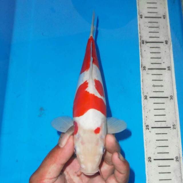 BOZU KOHAKU