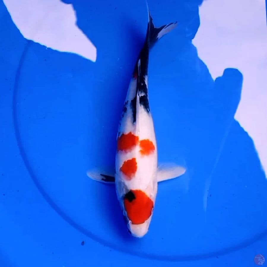 30cm MARUTEN SHOWA 