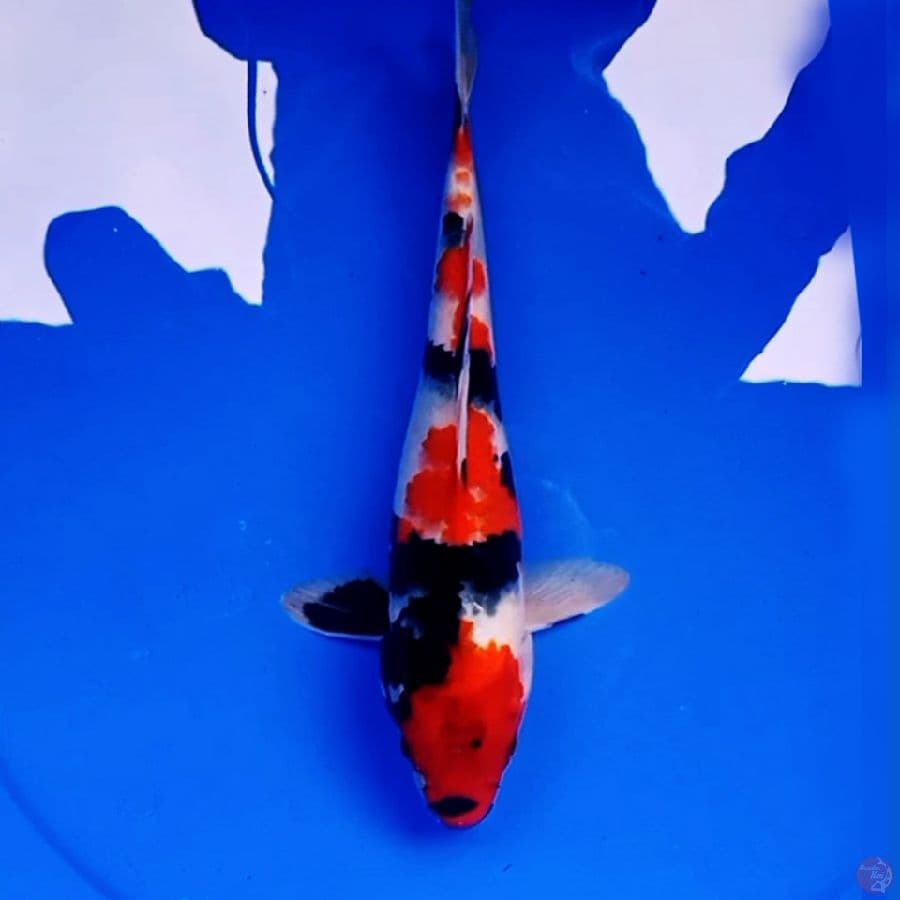 35cm ORIGINAL KINDAI SHOWA