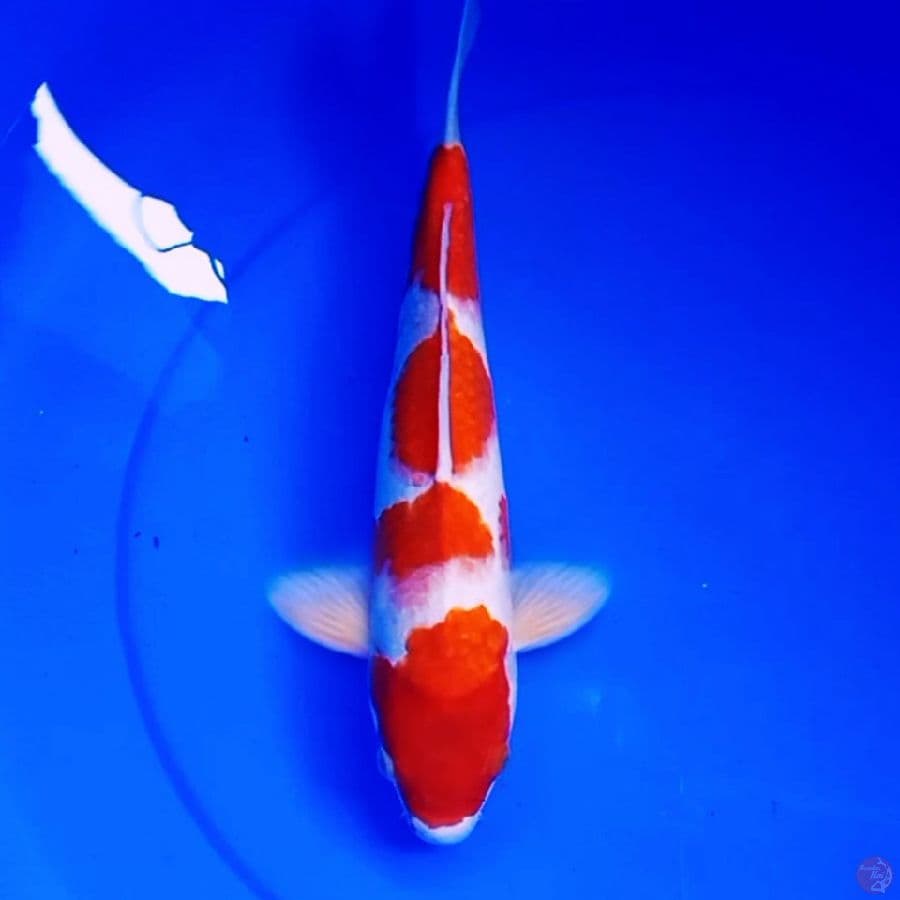 36cm 4STEP KOHAKU