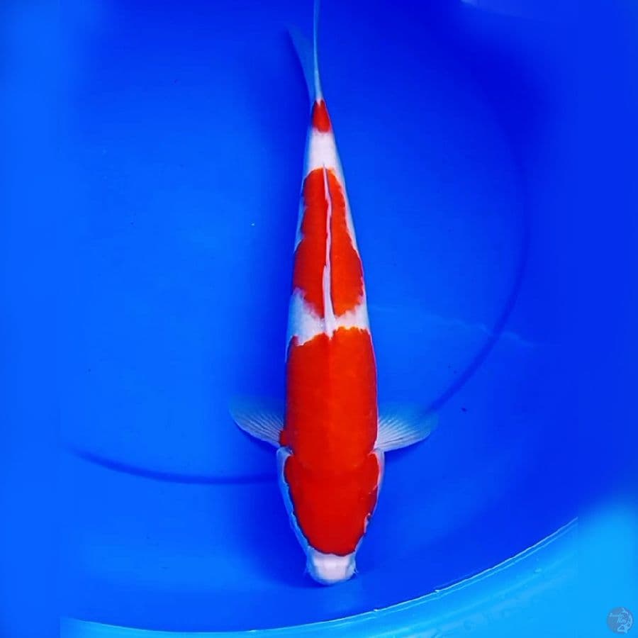41cm JUMBO KOHAKU RED DEVIL