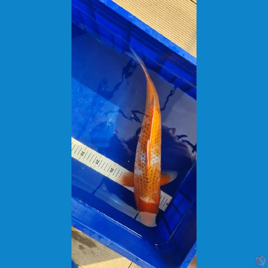 Asagi OOYA KOI FARM