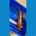 Asagi OOYA KOI FARM