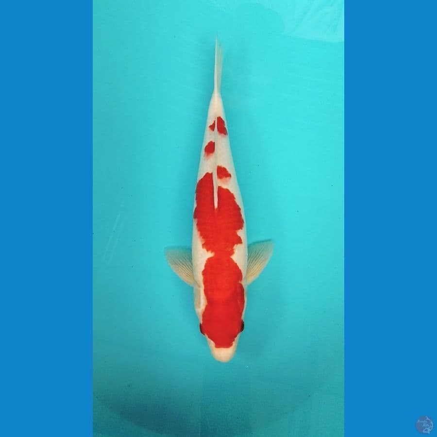 kohaku 38 cm F