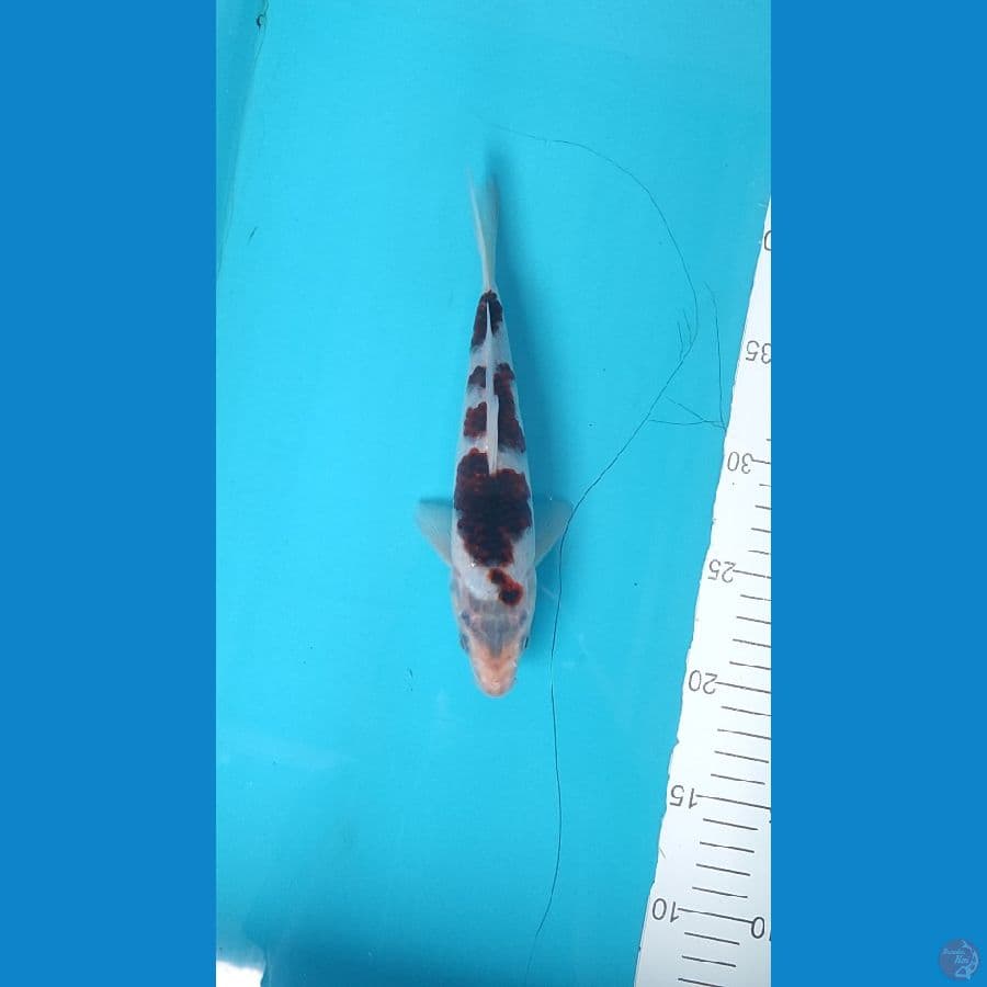Budho goromo 22 cm