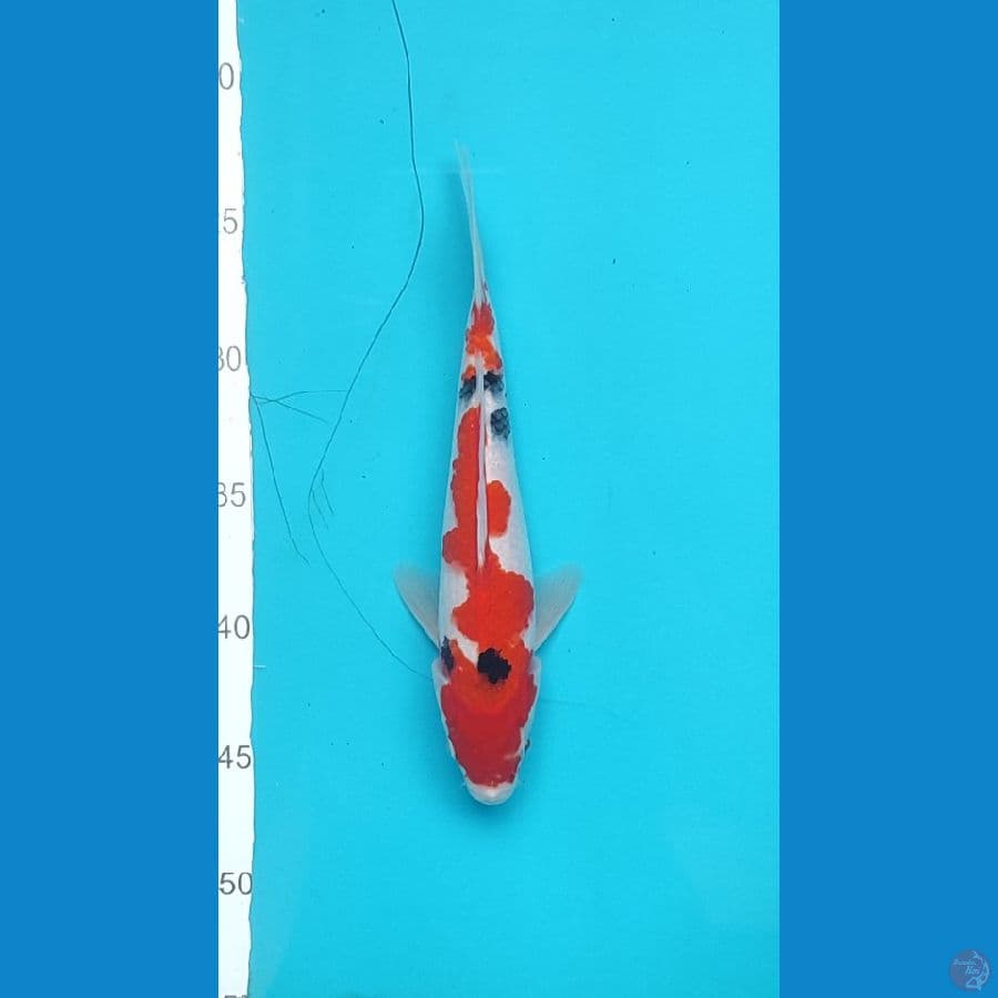 Sanke inazuma 23 cm