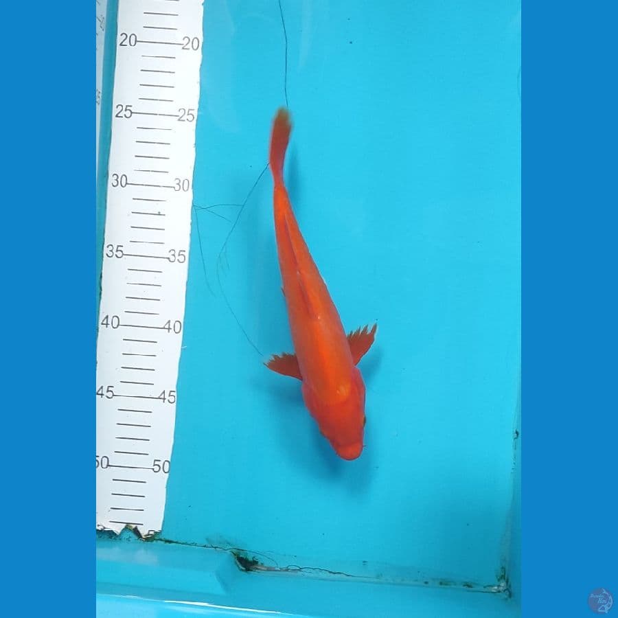Benigoi 23 cm