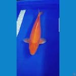 SUPER MANGO 40 CM (male)