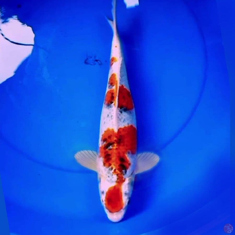37cm RED KUJAKU HIKARI FULL
