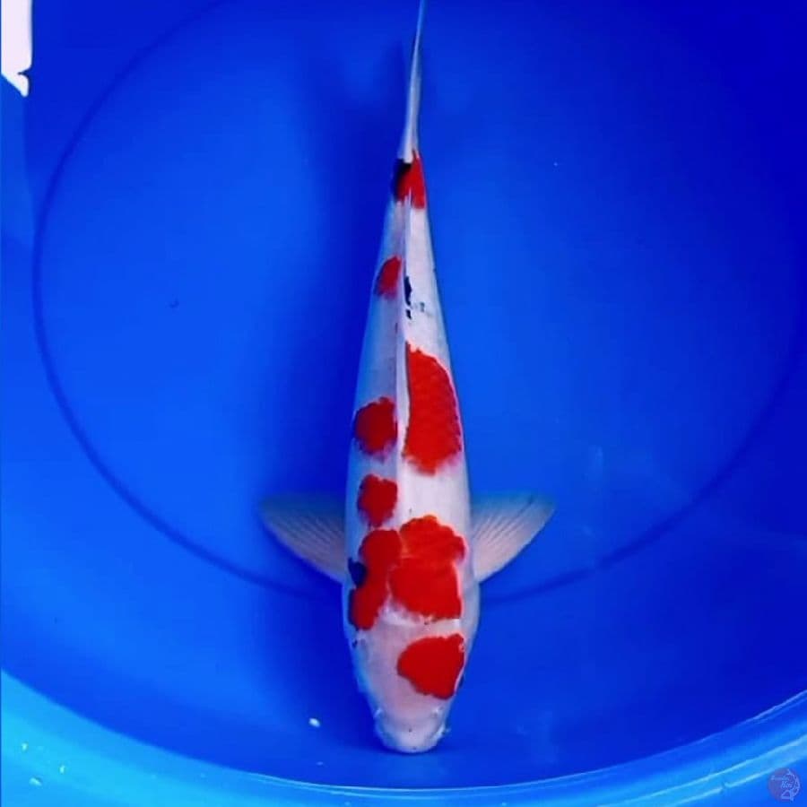 42cm JUMBO TATEGOI SANKE