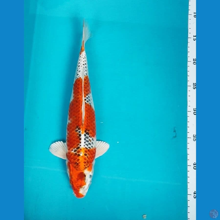 KUJAKU 32CM MALE