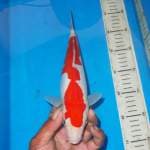 STRAIGHT FLASH KOHAKU