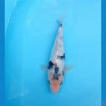 shiro 25 cm 