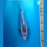 asagi 18 cm 
